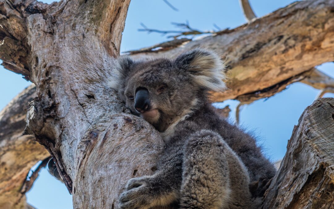 The Secret Life of Koalas: Piecing together fabricated tales of koalas moonlighting as secret agents.