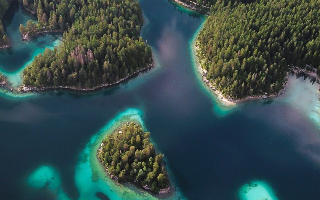 The Curious Case of Floating Forests: Dive into the Enigmatic Mangrove Enclaves of Homebush Bay, Sydney