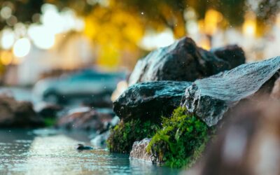 10 Garden Renovation Ideas Trending in 2025: Transform Your Outdoor Space for the Future