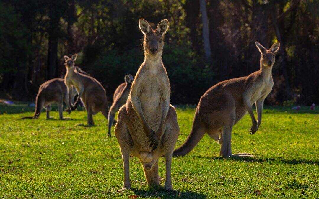 Crypto is saving Kangaroos — and it’s Working