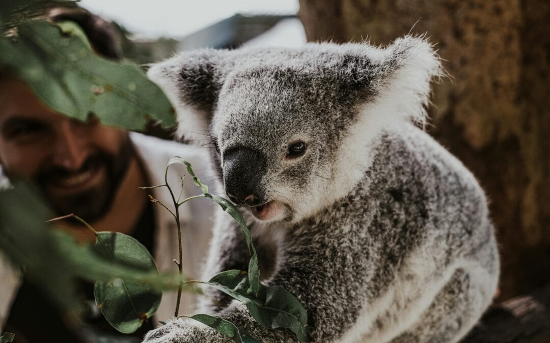 Koala Highways: How Australia’s New Wildlife Bridges Are Saving an Icon