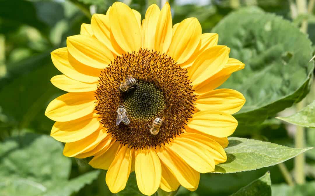 The Hottest Side Hustle in Aussie Suburbs Isn’t on Your Phone — It’s Buzzing in Your Backyard